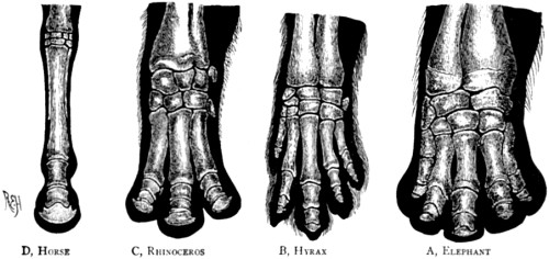 Bones of the foot of four forms of
the perissodactyl type.