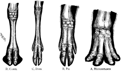 Bones of the foot of four forms of
the artiodactyl type.