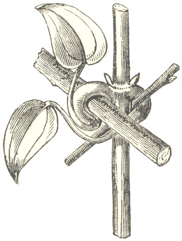 Fig. 1.  Clematis glandulosa.  With two young leaves clasping
two twigs, with the clasping portions thickened