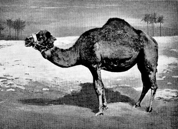 Arabian Camel&mdash;with One Hump