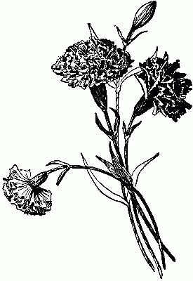 Fig. 225&mdash;Carnations modelled from tissue-paper.
