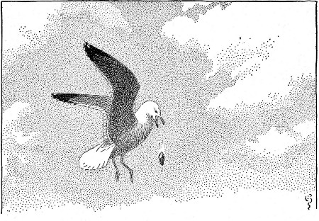 After Larie found a clam, he would fly high into the air
a hundred feet or so, and then drop it.