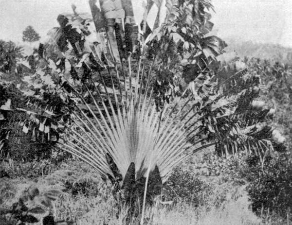 THE TRAVELER PALM, AN UNUSUAL TYPE OFTEN SEEN IN THE FAR
EAST SINGAPORE AND ELSEWHERE.