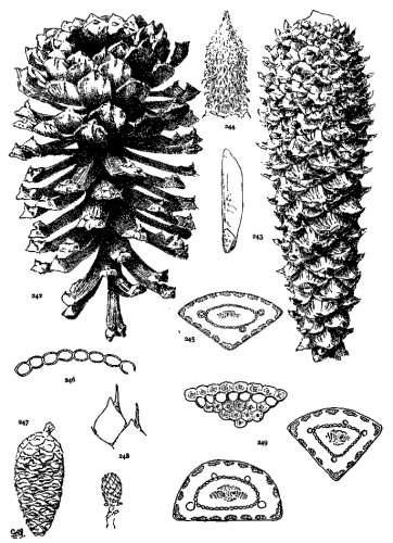 PLATE XXVIII. P. PALUSTRIS (242-246), OCCIDENTALIS
(247-249)