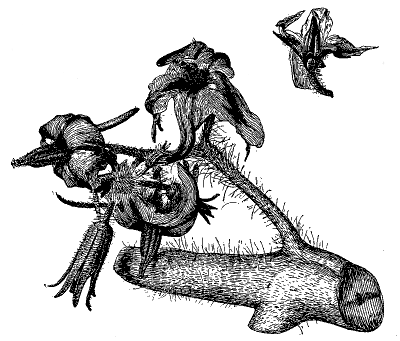 FIG. 2&mdash;TOMATO FLOWERS ENLARGED ABOUT 2&frac12; TIMES.
