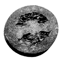 FIG. 3&mdash;TWO-CELLED TOMATO