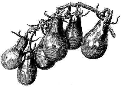 FIG. 7&mdash;PEAR-SHAPED TOMATO