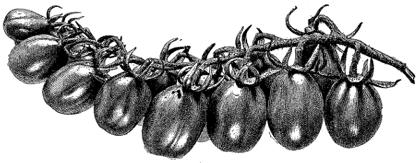 FIG. 8&mdash;YELLOW PLUM TOMATO, SHOWING MOST USUAL FORM OF CLUSTER