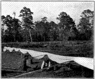 FIG. 16&mdash;TRANSPLANTING TOMATOES UNDER CLOTH-COVERED FRAMES (Photo by Prof. W. G. Johnson)