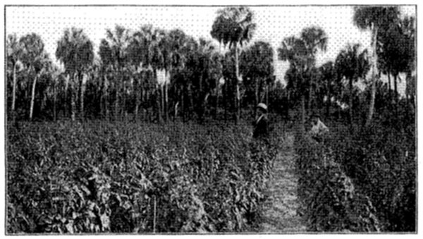 FIG. 21&mdash;TRAINING TOMATOES IN FLORIDA TO SINGLE STAKE
 (Photo by courtesy of Prof. P. H. Rolfs, Director Florida Experiment
Station)