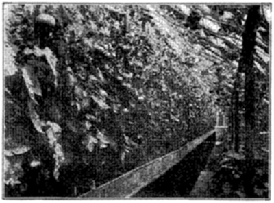 FIG. 27&mdash;TOMATOES IN GREENHOUSE AT OHIO EXPERIMENT STATION (Photo by courtesy of C. W. Waid)