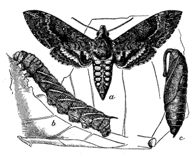 FIG. 38&mdash;TOMATO WORM (Protoparce sexta) 