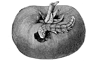 FIG. 40&mdash;CHARACTERISTIC WORK OF THE TOMATO FRUIT WORM
