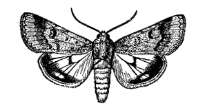 FIG. 41&mdash;ADULT MOTH, OR PARENT OF TOMATO FRUIT WORM
(From Chittenden, U. S. Department of Agriculture)