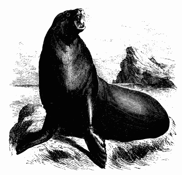 Sea Lion.&mdash;Page 213.