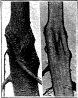 Fig. 28. External and Longitudinal Interior View of
Whip-graft Union.