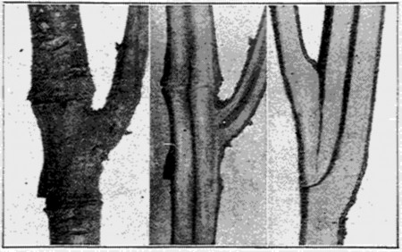 Fig. 29. Annular bud growing (left). Split through same
union (center). A normal branch union (right). Pith non-continuous
(center); continuous (right).