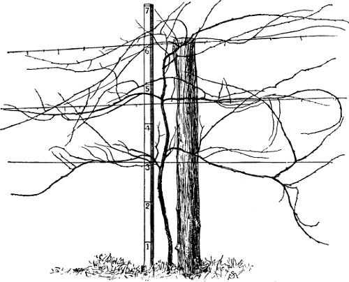 Fig. 22. A Rotundifolia vine trained by the 6-arm
renewal method.