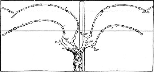 Fig. 25. Head pruning: fan-shaped head; fruit canes
tied to horizontal trellis.