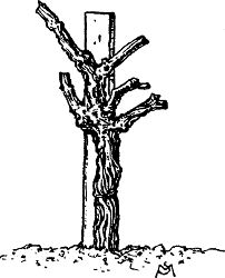 Fig. 29. Vine of Fig. 28 after pruning for vase-formed
head.