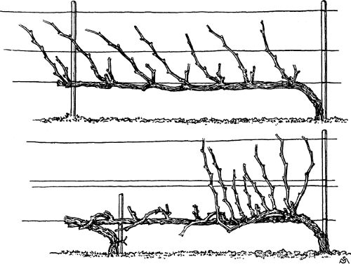 Fig. 35. Unilateral horizontal cordon with half-long
pruning.