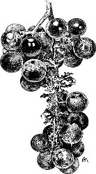 Fig. 43. A bunch of grapes despoiled by the grape-berry
moth.