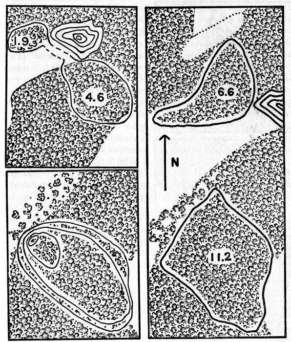 Maps showing home ranges of cottontails
in relation to woodland and open fields on the study area. One inch
equals approximately 470 feet.