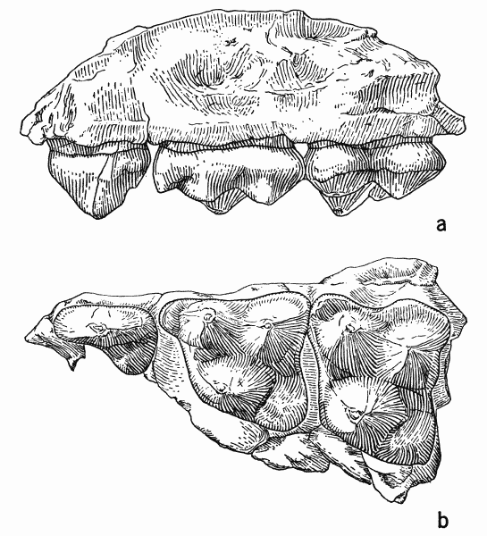 Fig. 1. Sinclairella dakotensis Jepsen, KU no. 11210, fragment of left maxillary
with P4 and M1-2; Orellan, Logan County, Colorado; drawings by Mrs. Judith
Hood: a, labial view; b, occlusal view; both approximately × 9.