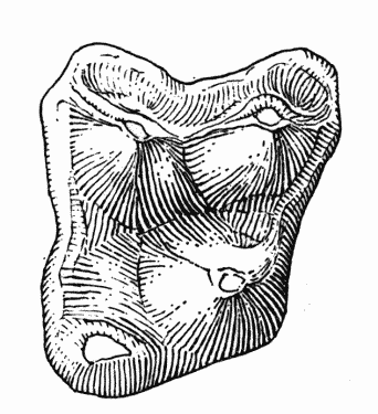 Fig. 2. Sinclairella dakotensis
Jepsen, UCM no. 21073, right M2; Orellan, Weld County, Colorado;
drawing by Mrs. Judith Hood: occlusal view, approximately � 9.