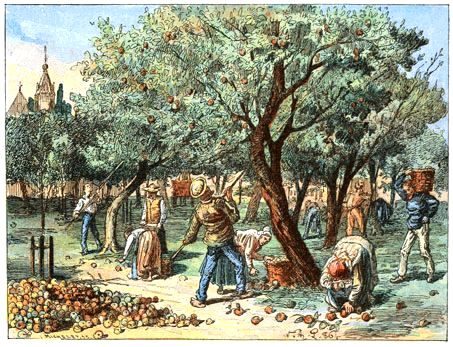 La R�colte des Pommes