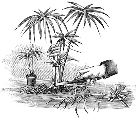 Fig. 29. Het scheuren van een Cyperus.&mdash;Bladstek van een Cyperus.