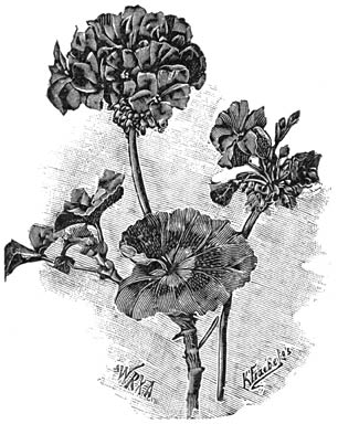 Fig. 76. Pelargonium &ldquo;Meteor&rdquo;.