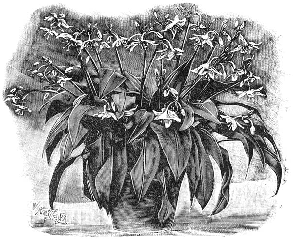 Fig. 120. Eucharis amazonica.