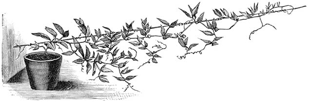 Fig. 170. Jonge Cob&aelig;a scandens.