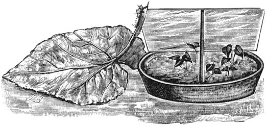 Fig. 220. Het voortkweeken van Bladbegonia&rsquo;s.