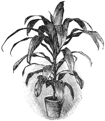 Fig. 235. Drac&aelig;ena fragrans.