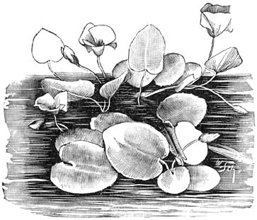 Fig. 262. Limnanthemum nymph&aelig;o&iuml;des.