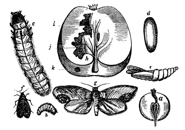Apple-Worms.

