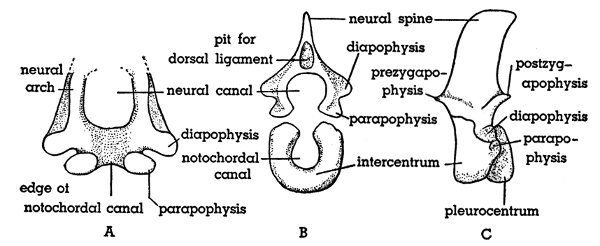 Fig. 7. Hesperoherpeton garnettense Peabody. A, End view of incomplete
vertebra, probably near anterior end of column. B, Neural arch and intercentrum
in end view, showing probable association. C, Left lateral view of
trunk vertebra. All figures: KU&nbsp;10295, &times;&nbsp;4.