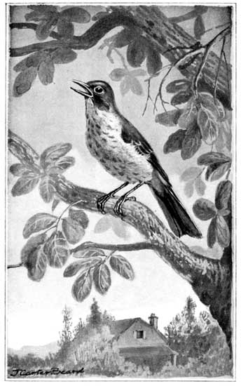 SINGING HIS WAY DOWN TO US&mdash;THE HERMIT THRUSH