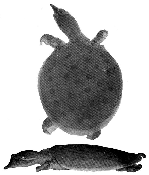 PLATE 14

Trionyx muticus calvatus new subspecies, hatchling male, TU 17301, paratype
(&times; 1.3). Top, dorsal view. Bottom, lateral view of left side. Photographs
by Isabelle Hunt Conant.