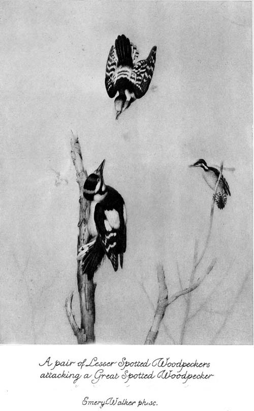 A pair of Lesser Spotted Woodpeckers
attacking a Great Spotted Woodpecker.