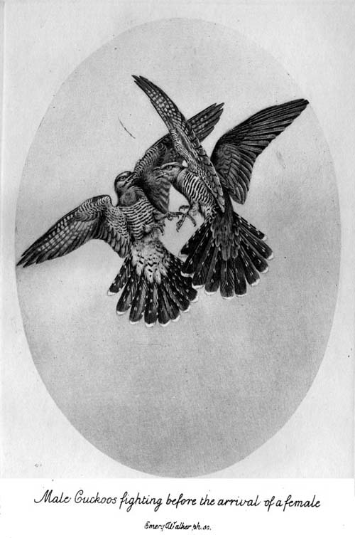 Male Cuckoos
fighting before the arrival of a female.