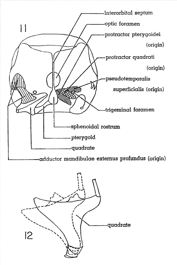 Fig. 11. Cross section of skull of Mourning Dove; anterior
view. &times; 2-1/2.

Fig. 12. Dorsal view of right quadrate of Mourning Dove
showing movement which protracts the upper mandible
(broken line). &times; 5.