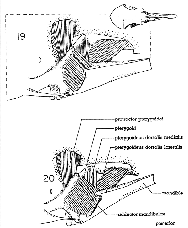 Fig. 19. Dorsal view of the jaw musculature of the White-winged Dove
(right side); deep layer. &times; 5.

Fig. 20. Dorsal view of the jaw musculature of the Morning Dove
(right side); deep layer. &times; 5.