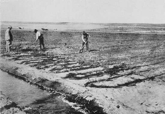 Irrigation&mdash;"Next, water in a master ditch and countless
man-made rivulets between the furrows"