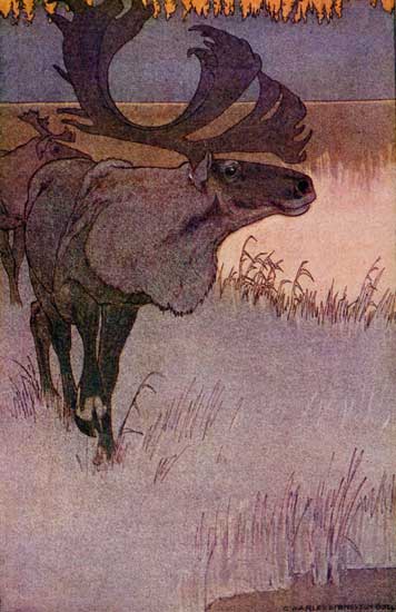 THE LEADER OF THE CARIBOU HERD ... RETURNED THE
STALLION'S INQUIRING STARE WITH A GLANCE OF MILD CURIOSITY.