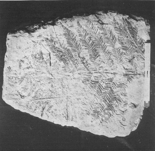 By permission of the American Museum of Natural History

Coal fern