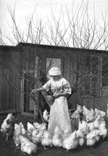 The Country Girl takes a pride in her chickens that makes
their care a pleasure to her.