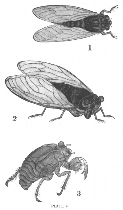 PLATE V.
1, "Tsuku-tsuku-Bōshi," also called "Kutsu-kutsu-Bōshi,"
etc. (Cosmopsaltria Opalifera?)
2, Tsurigan�-Z�mi.
3, The Phantom.